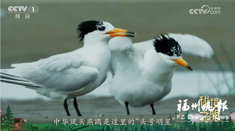 闽江河口湿地上央视 “神话之鸟”灵动出镜 尽显生态之美