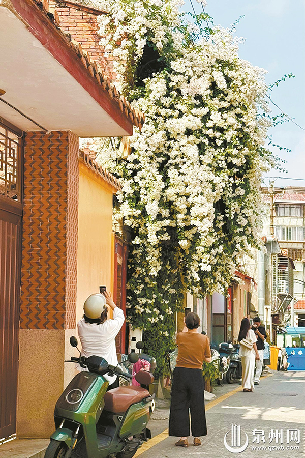大寺后的白色三角梅爬满墙头。记者 张雯 摄