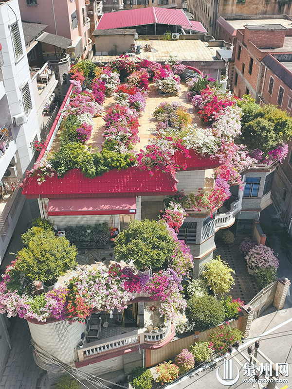 晋江市陈埭镇洋埭村的这栋闽南小院，从高空俯瞰，花海环绕楼宇，俨然一座空中花园。