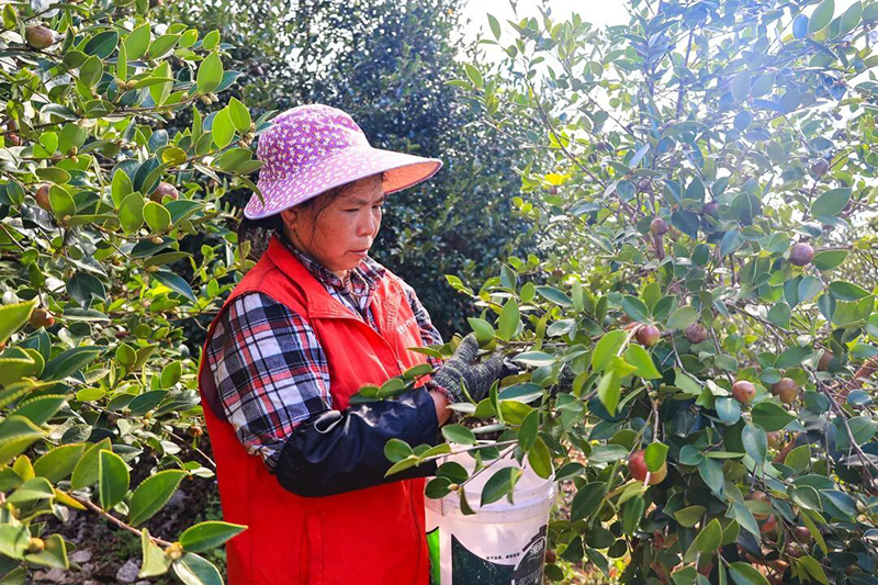 眼下，连江蓼沿乡油茶进入采收黄金期。
