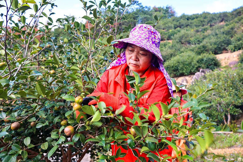 眼下，连江蓼沿乡油茶进入采收黄金期。
