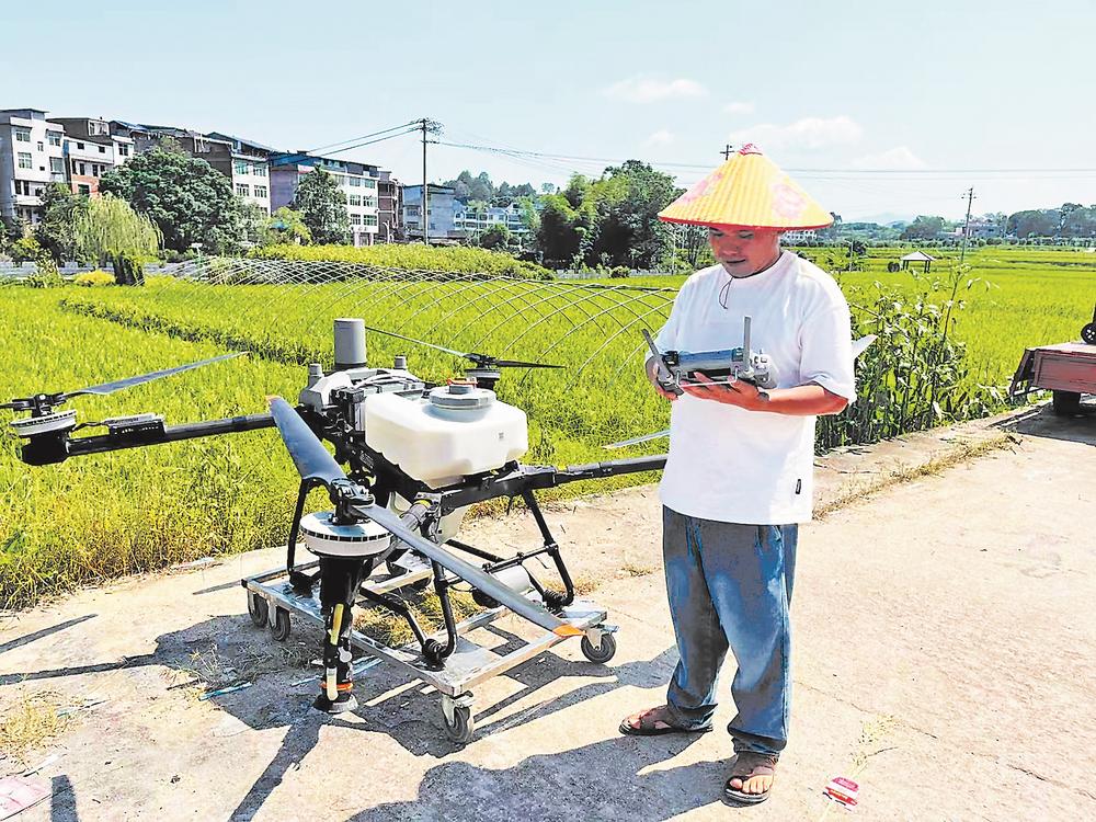 淮阳村村民黄群辉在操作无人机喷洒农药。 林智岚 摄