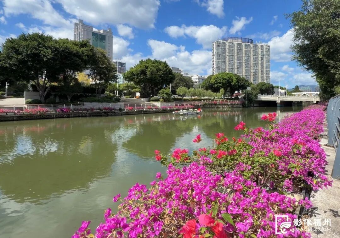 晋安河水上三角梅航线。记者 包华 摄