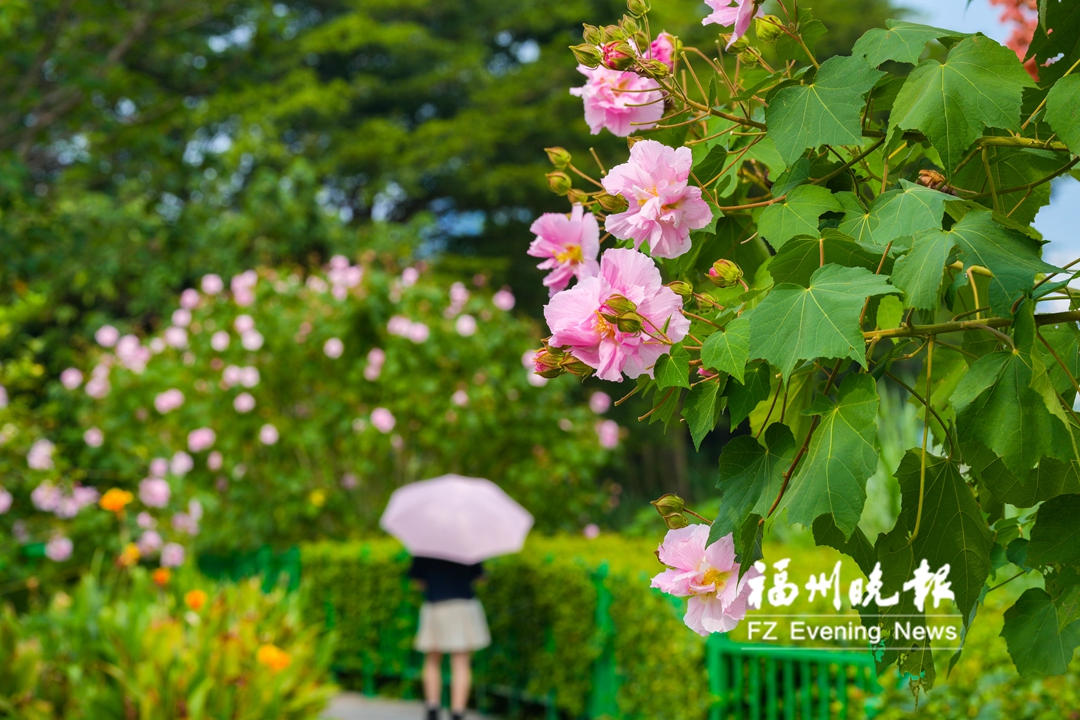 花海公园，木芙蓉惹人醉。记者 包华 摄