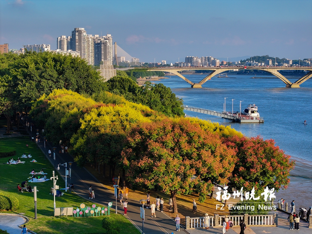 闽江公园，台湾栾树进入最佳观赏期。记者 包华 摄