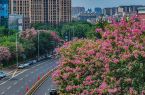 霜降碧天静，秋花迷人眼！福州秋日赏花地图请收好