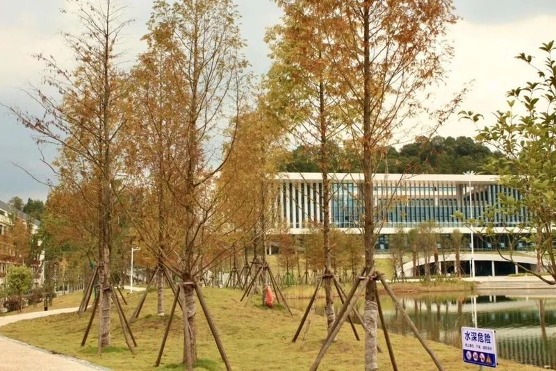 金秋的风，悄无声息地吻过金山校园的枝丫，秋光顺着染霜的叶脉悄然攀爬，暖阳揉碎在树影斑驳间，风一动，便抖落满树金黄与暖红，奏响深秋的私语。