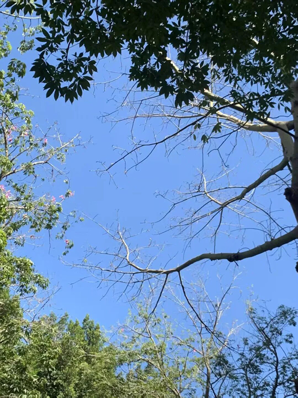 秋天的画卷徐徐展开，闽大的秋，是轻声细语的感化。