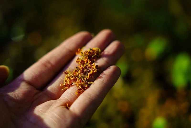 十月的江夏，秋意缓缓浸染校园，没有落叶满地的萧瑟，这里的秋天最先被闻见的丹桂藏在浓绿的叶底，金风吹过，甜香一丝一丝散开，一呼一吸，便能撞进这份秋日限定的浪漫。