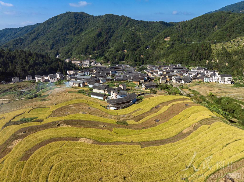 福建省龙岩市永定区初溪土楼群晒秋景观上线，前来观赏的游客络绎不绝。庄建华 摄（人民图片网）