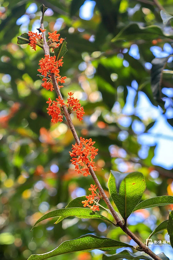 微风穿林而过，馥郁香气扑面而来，细碎花朵随风轻扬，一场温柔的“桂花雪”就此落下。