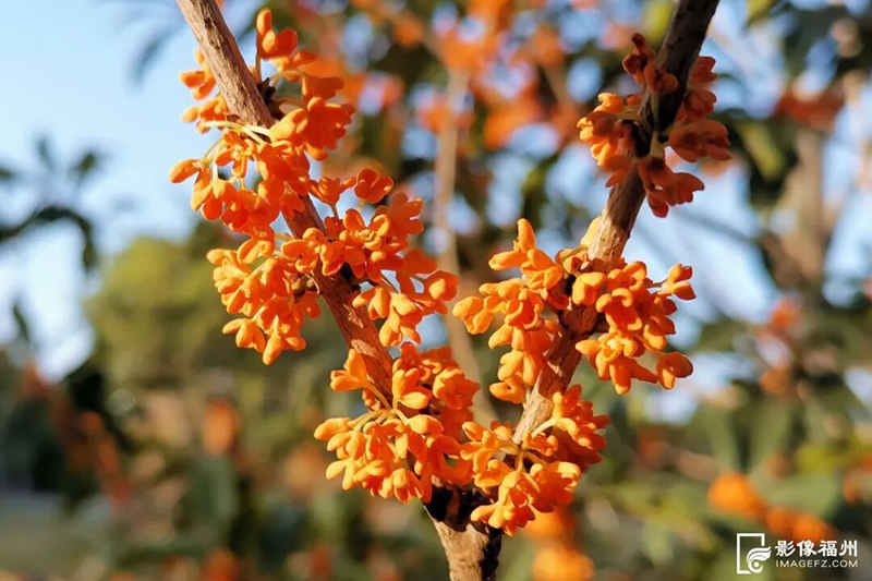福州西湖公园桂花花香四溢。记者 包华 摄