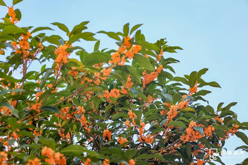连江东湖镇天竹村桂花园，百余株丹桂树郁郁葱葱，一簇簇橙红色花朵如同点点繁星，沐浴在秋日暖阳之下，吸引了不少游客。连江融媒体供图