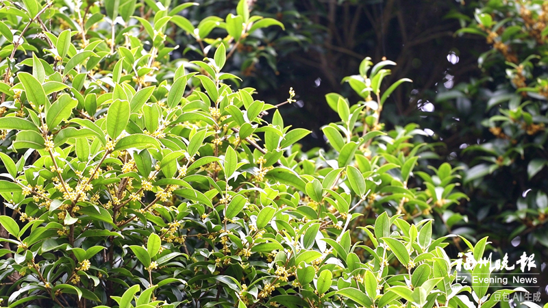 眼下，大湖乡桂花树迎来开花季节。