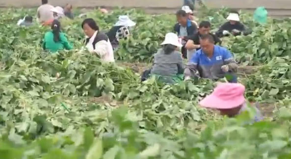 女子朋友圈招工摘毛豆来了200多人 工价仅六七毛一斤老板已回绝百余人