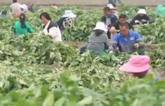 女子朋友圈招工摘毛豆来了200多人 工价仅六七毛一斤老板已回绝百余人