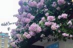 “仙”得藏不住！福州“隐藏款”三角梅爆火