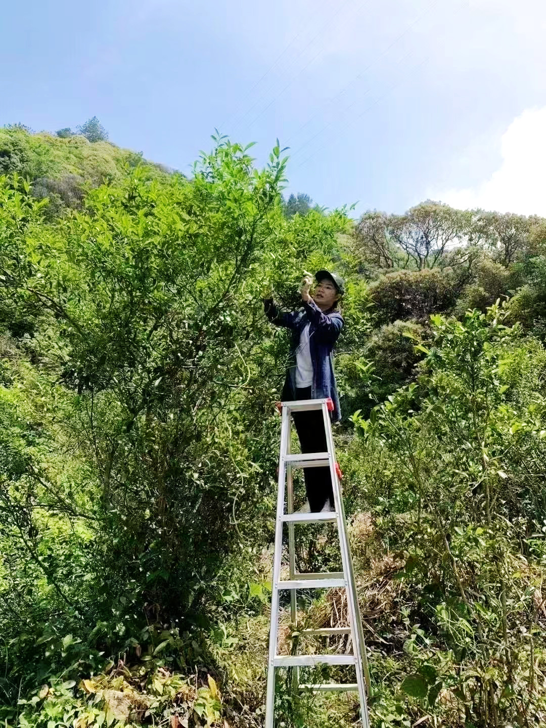 4.屏南茶农采摘原生种的茶鲜叶制作黄茶