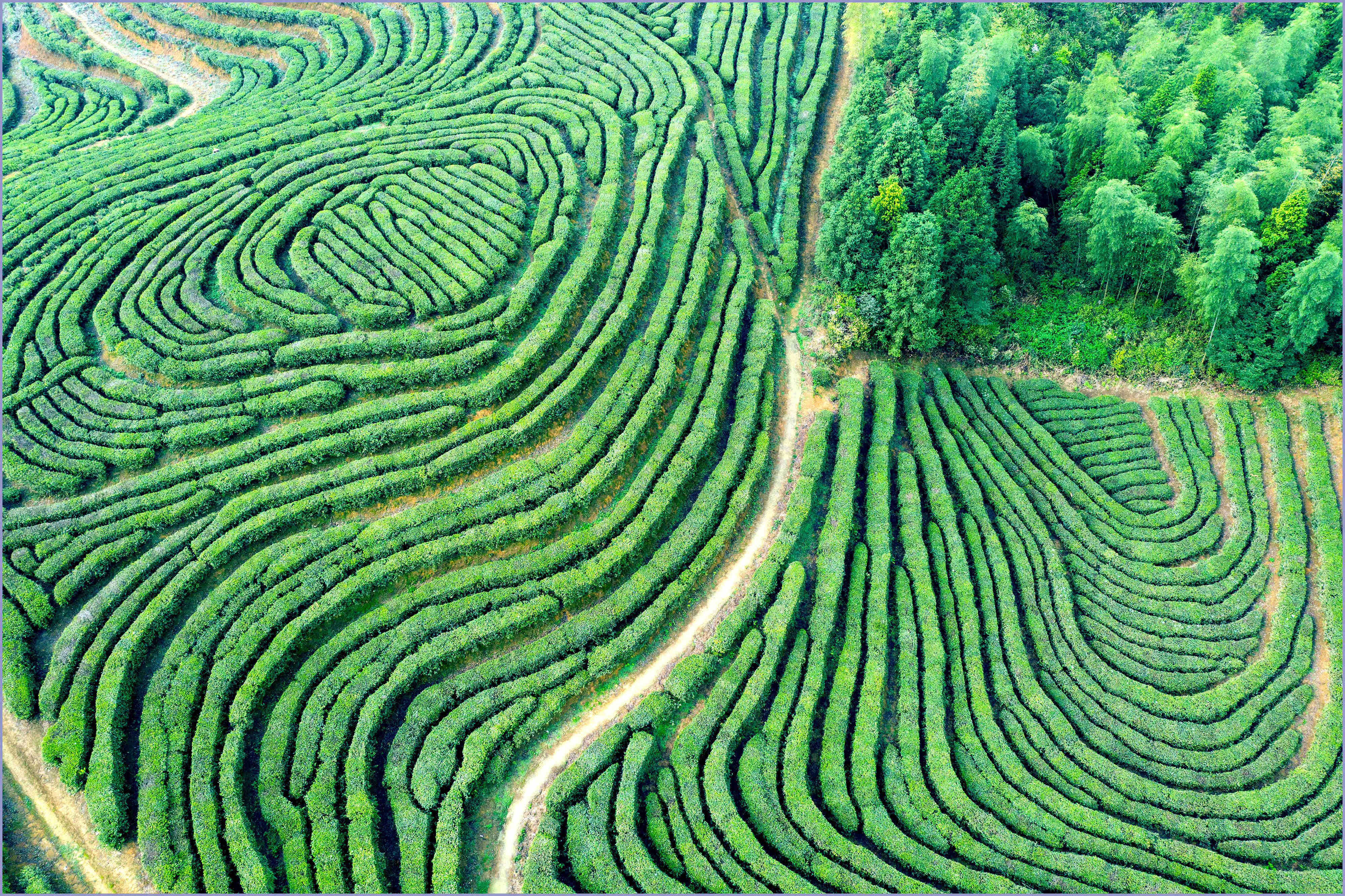 3.屏南白水岩茶庄园（邱仰左摄）
