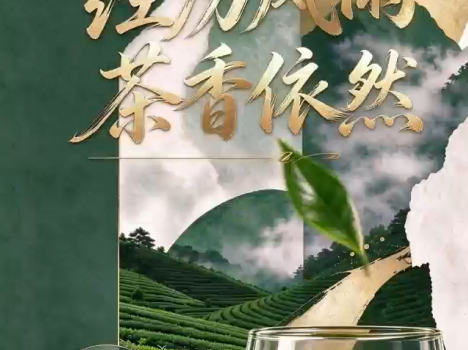 一片白茶，连着数十万茶乡群众的生计